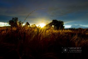 Wheat Sunburst.jpg